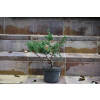 Jałowiec chiński Shimpaku - Juniperus chinensis 0088