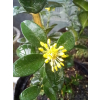 Bukszpan wieczniezielony Pyramidalis-Buxus sempervirens