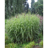 Miskant chiński Zebrinus - Miscanthus sinensis