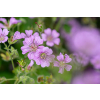 Bodziszek Karen Wouters - Geranium hybrida