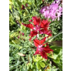 Goździk wspaniały-Dianthus superbus