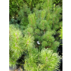 Kosodrzewina pumilio-Pinus mugo var.pumilio
