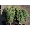 Jałowiec chiński Stricta - Juniperus chinensis