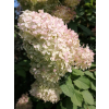 Hortensja bukietowa Limelight-Hydrangea paniculata