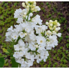Lilak pospolity Rochester - Syringa vulgaris