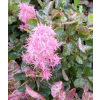 Perukowiec podolski Smokey Joe-Cotinus coggygria