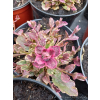 Dąbrówka rozłogowa różowo-purpurowa - Ajuga reptans