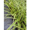 Turzyca japońska Gold Band-Carex morrowii