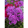 Płomyk wiechowaty Lavendelwolke - Phlox paniculata