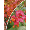 Trzmielina płaskoogonkowa-Euonymus planipes