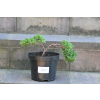 Jałowiec rozesłany Nana - Juniperus procumbens 0019