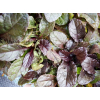 Dąbrówka rozłogowa-Ajuga reptans