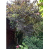 Bez czarny Black Beauty-Sambucus nigra