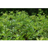 Bez koralowy - Sambucus racemosa