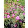 Goździk siny-Dianthus gratianopolitanus