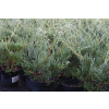 Jałowiec wirginijski Hanna Chmielnik - Juniperus virginiana