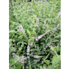 Mięta truskawkowa - Mentha species