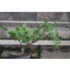 Jałowiec chiński Shimpaku - Juniperus chinensis 0086