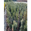 Taxus baccata Kazimierz Nowak