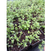 Macierzanka piaskowa-Thymus serpyllum