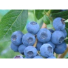 Borówka Bluecrop-Vaccinium corymbosum
