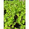 Rozchodnik kaukaski-Sedum spurium