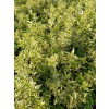 Żylistek wysmukły Marmorata-Deutzia gracilis