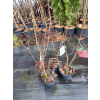 Trzmielina płaskoogonkowa-Euonymus planipes