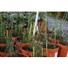 Skrzyp zimowy - Equisetum hyemale