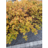 Tawuła japońska Goldflame - Spiraea japonica