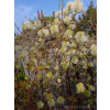 Fotergilla olszolistna Suzanne-Fothergilla gardenii