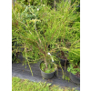Żywotnik zachodni Filiformis-Thuja occidentalis