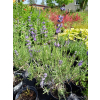 Lawenda ogrodowa-Lavandula vera