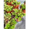 Rozchodnik kamczacki - Sedum kamtschaticum var. ellacombianum Rozchodnik kamczacki - Sedum kamtschaticum var. ellacombianum