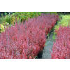 Berberys Thunberga Helmond Pillar - Berberis thunbergii