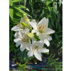 Lilia azjatycka Ivory Pixie-Lilium asiatic