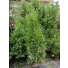 Żywotnik zachodni Malonyana-Thuja occidentalis