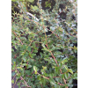 Irga okrywowa-Cotoneaster