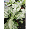 Miodunka Silver Bouquet - Pulmonaria