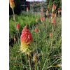 Trytoma groniasta-Kniphofia