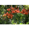 Lilia azjatycka Abbeville`s Pride - Lilium asiatic