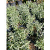 Rogownica kutnerowata-Cerastium bibersteinii