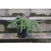 Choina kanadyjska Cole's Prostrate -Tsuga canadensis 0008
