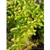 Mięta orange-Mentha citrata