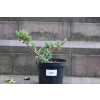 Jalowiec łuskowy Holger - Juniperus squamata 0002