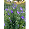 Platykodon niebieski-Platycodon grandiflorus