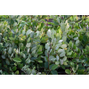 Fotergilla olszolistna Glaucophylla - Fothergilla gardenii