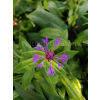 Chaber górski-Centaurea montana