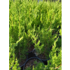 Jałowiec chiński Spartan-Juniperus chinensis