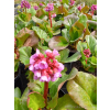 Bergenia sercowata-Bergenia cordifolia